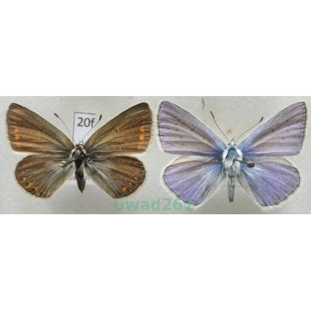 Polyommatus icarus (Rottemburg, 1775) pair Czech20f